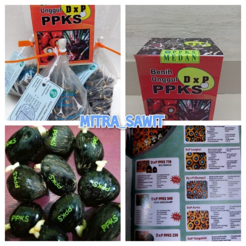 bibit kecambah sawit PPKS 239