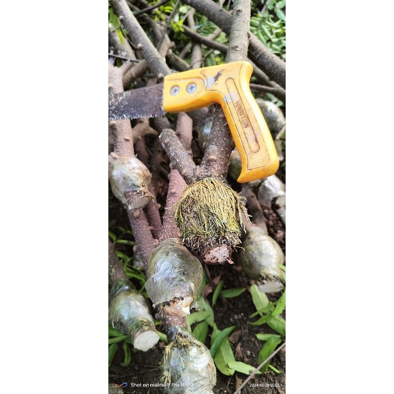 Cangkokan anting putri