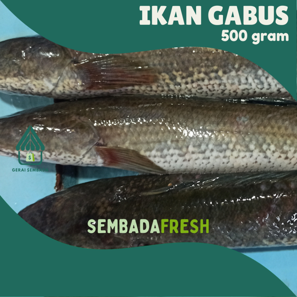

Ikan Gabus / Ikan Kutuk Segar 500 gram - SEMBADA FRESH [Pengiriman Instant]