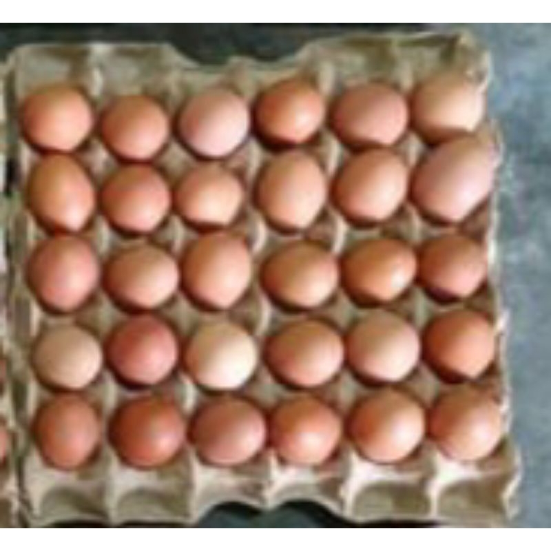 

Telur Ayam Negeri 1KG