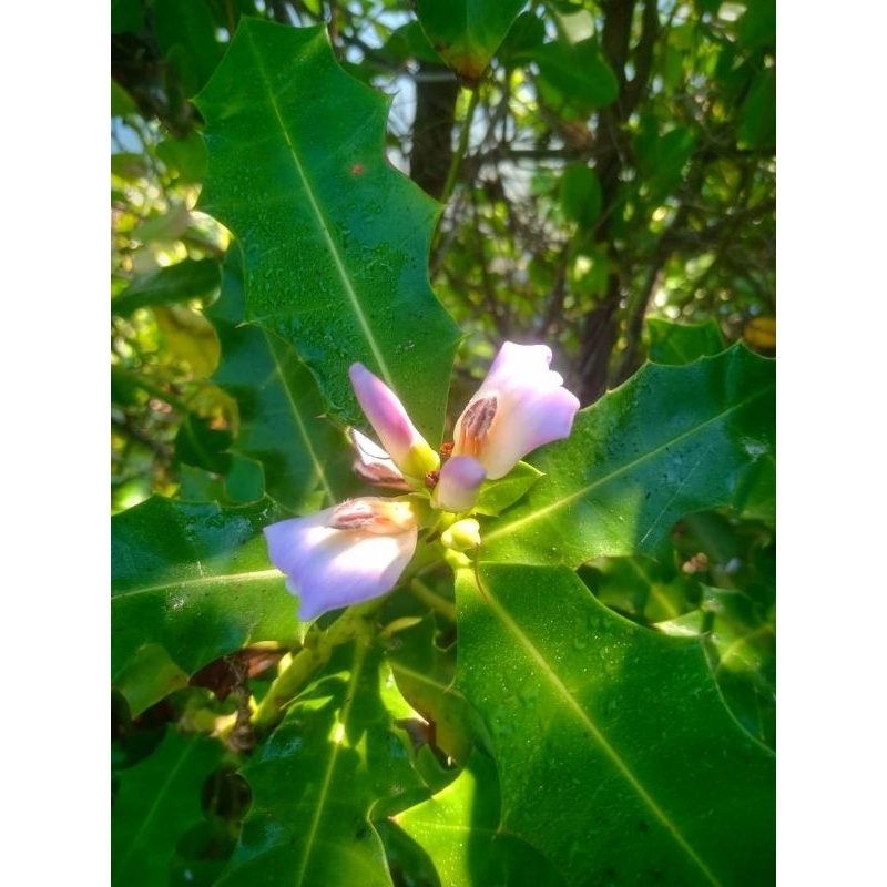 

Daun jeruju 1 lembar herbal
