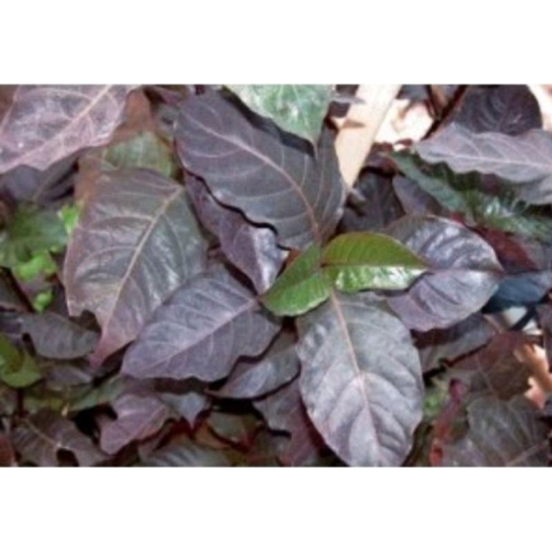 

daun ungu kemasan 100 gram