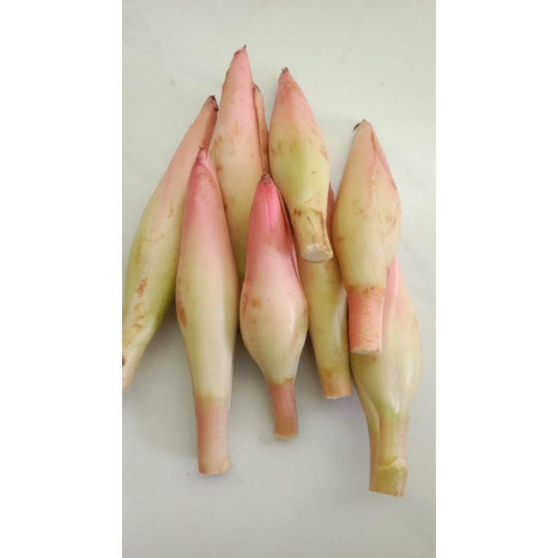 

Kecombrang Honje Bunga Rias Kencong 1 kg