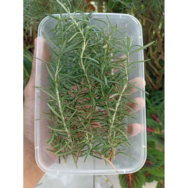 

Rosemary Segar ,Rosemary Organik Non Pestisida Rosemary ,Tanaman Bumbu Masakan