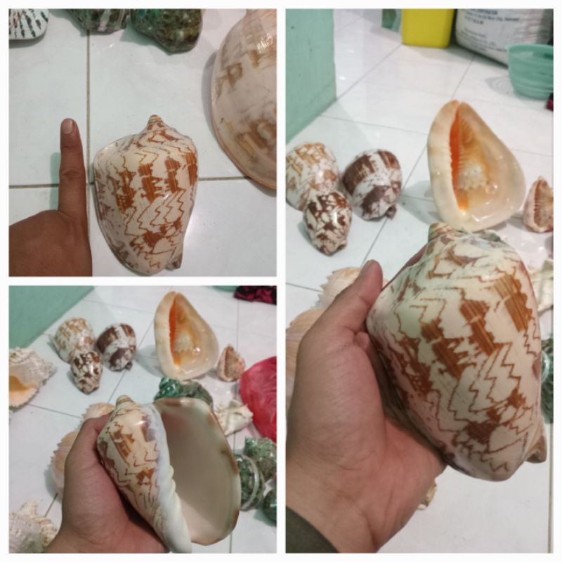 

Kerang Pinang Mini 1pcs