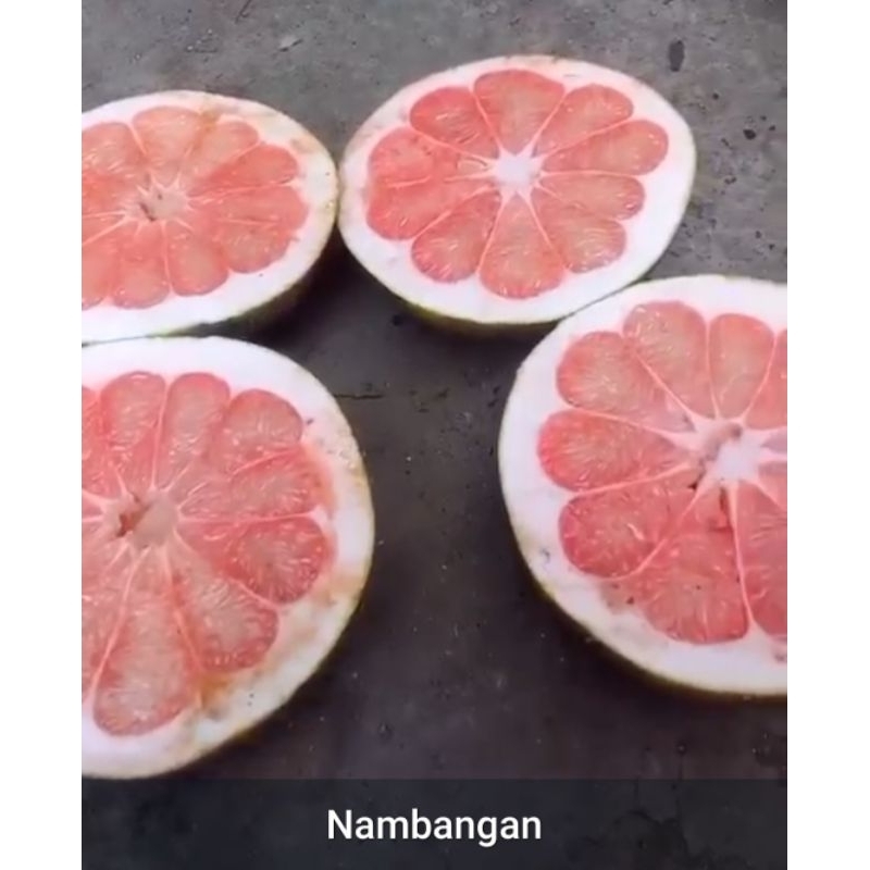 

Jeruk Nambangan/adas mulai Rp. 5.000