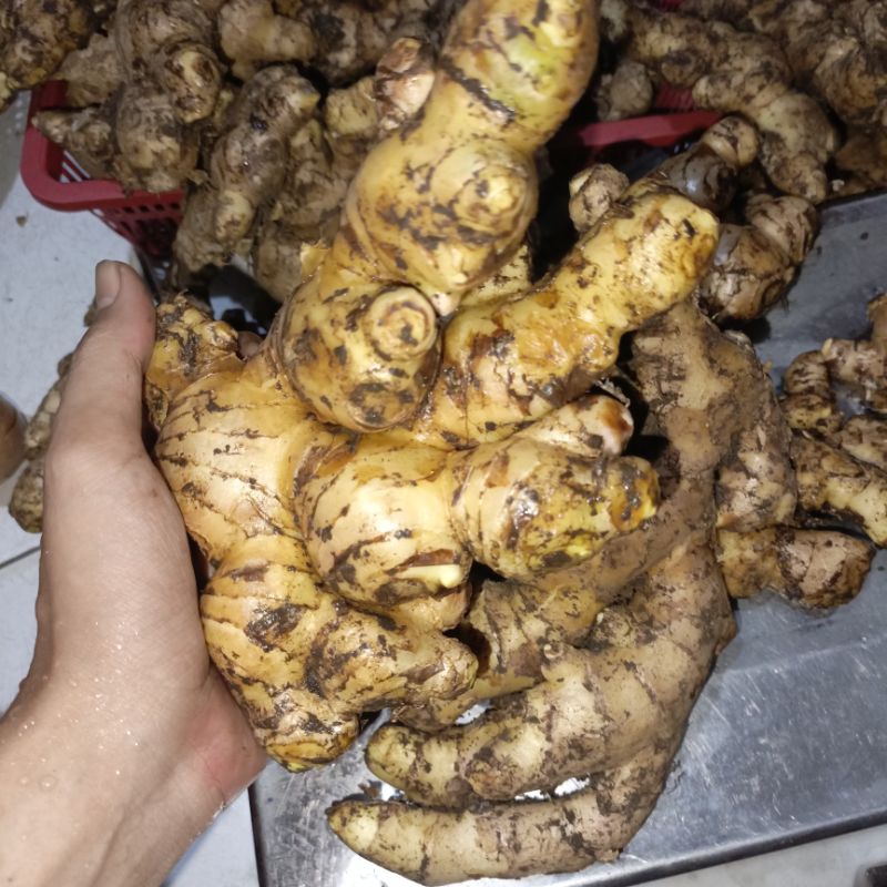 Jahe Gajah MEDAN JUMBO  1kg