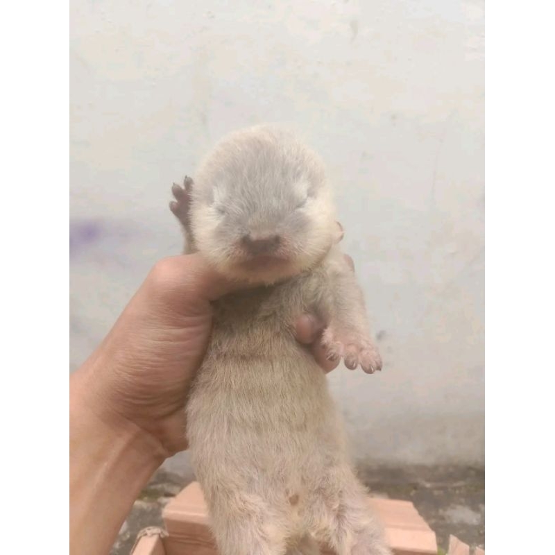 baby otter umur 1 bulan