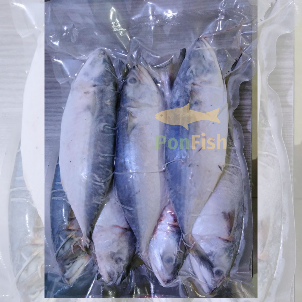 

Ikan Kembung Frozen 1 Kg (Isi 6-8 Ekor per Pack)