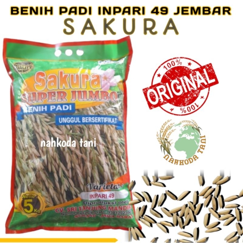 Benih padi inpari 49 jembar SAKURA jawa barat