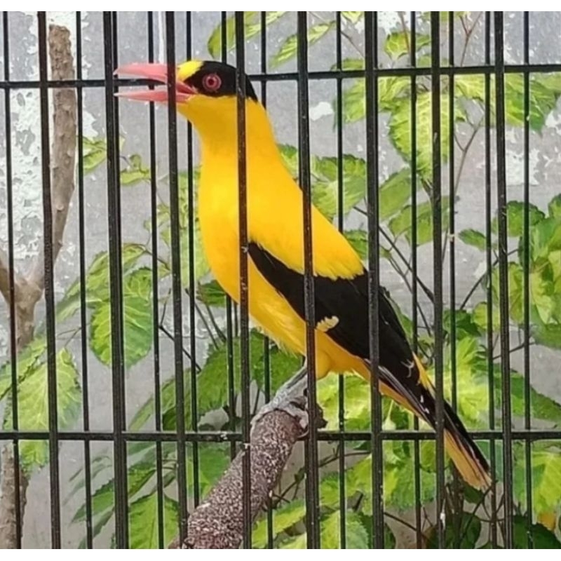 Burung kepodang Emas cakeep