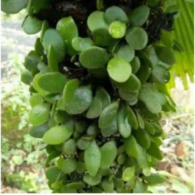 

daun picisan / SISIK NAGA 500gram PROMO!!!!