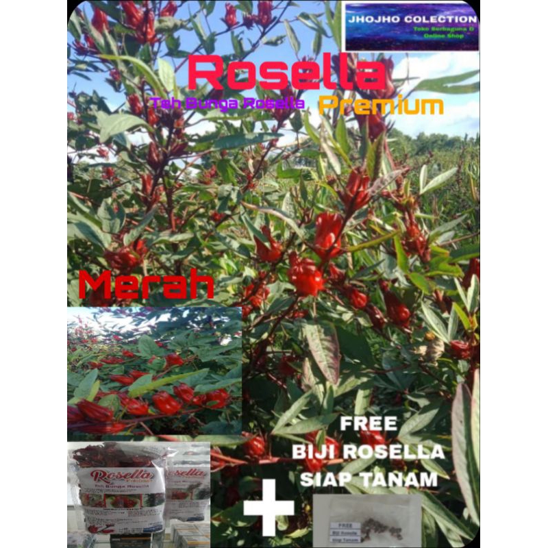 

TEH ROSELLA/TEH BUNGA ROSELLA MERAH/HIBICUS/ " FREE BIJI ROSELLA SIAP TANAM"250gr