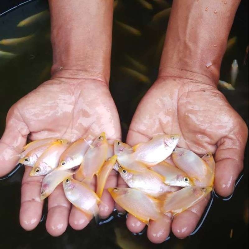 hiasan gurame Padang