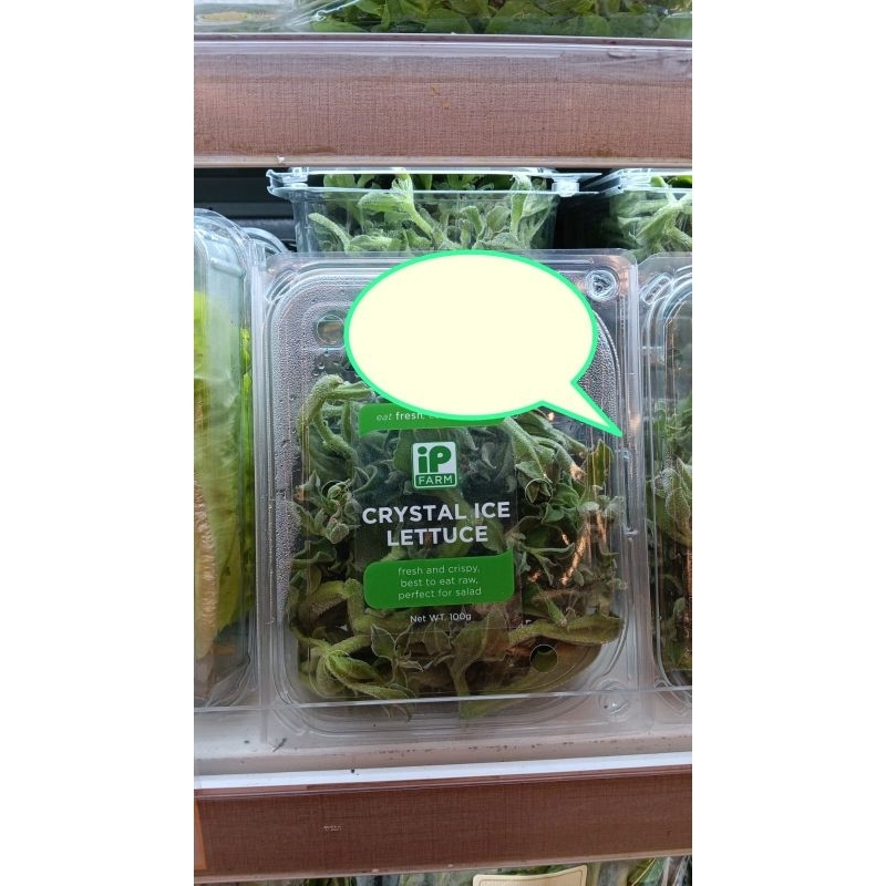 

CRYSTAL ICE LETUCE | SELADA SALJU 100 GRAM