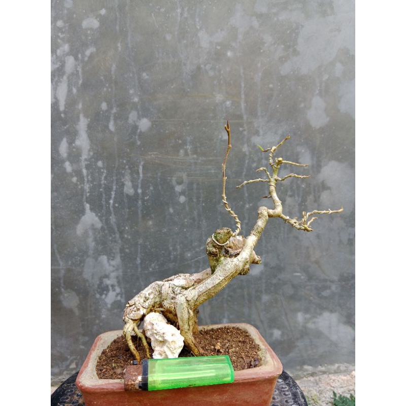 Bonsai Ampelas Putih | Bonsai Amplas Putih