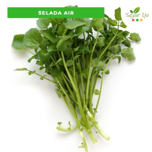 

Selada Air -/+ 450 - 500 Gram Per Ikat Fresh Watercress Sayur Hijau Segar