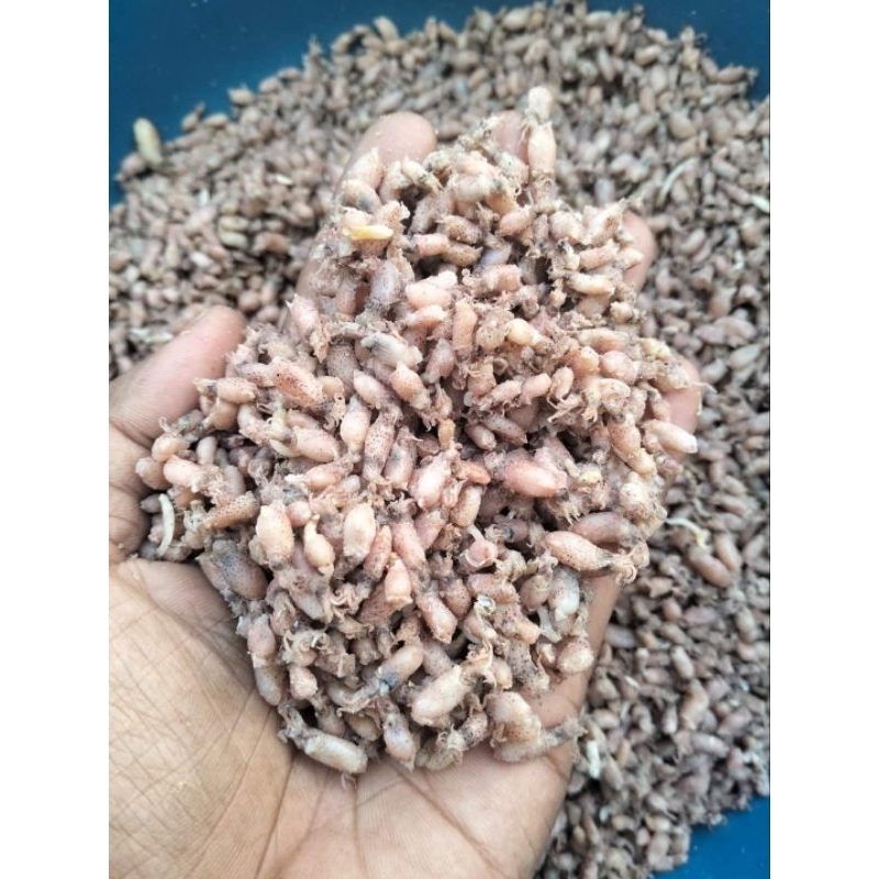 

(125g) baby cumi premium size 0.5cm - 3cm berat khusus 125 gram