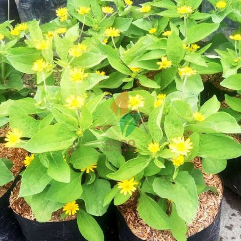 Tanaman Seribu Bintang