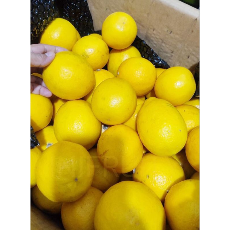 

LEMON CALIFORNIA ISTIMEWA FRESH 1 BUAH UKURAN SEDANG | KULIT MULUS KINCLONG