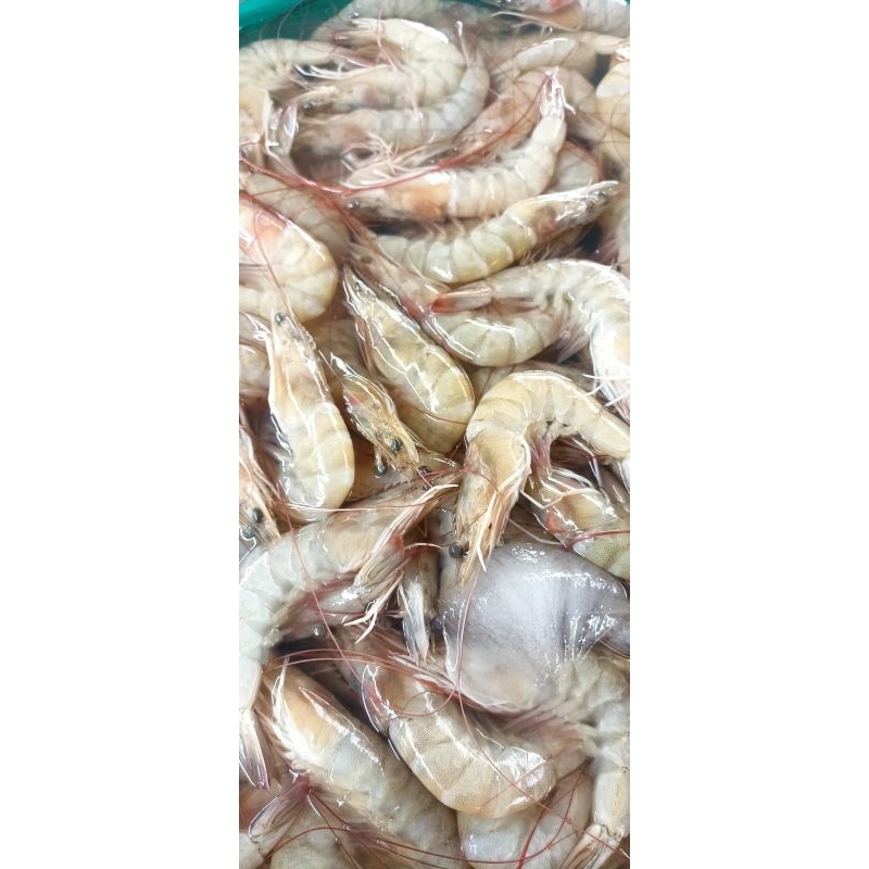 

Udang Besar Segar