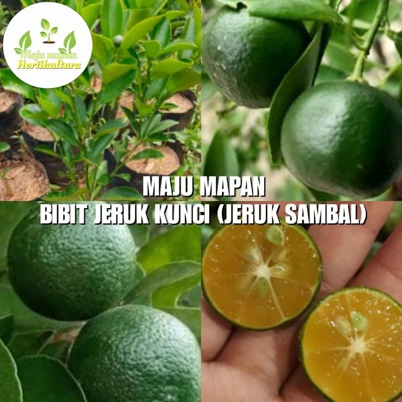 BIBIT JERUK KUNCI (JERUK SAMBAL) SUPER