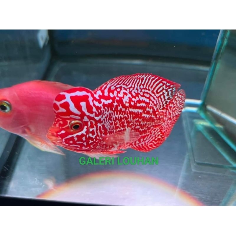 Burayak GbKamfa f2 VIP by mongkol Thailand sz 3-4cm