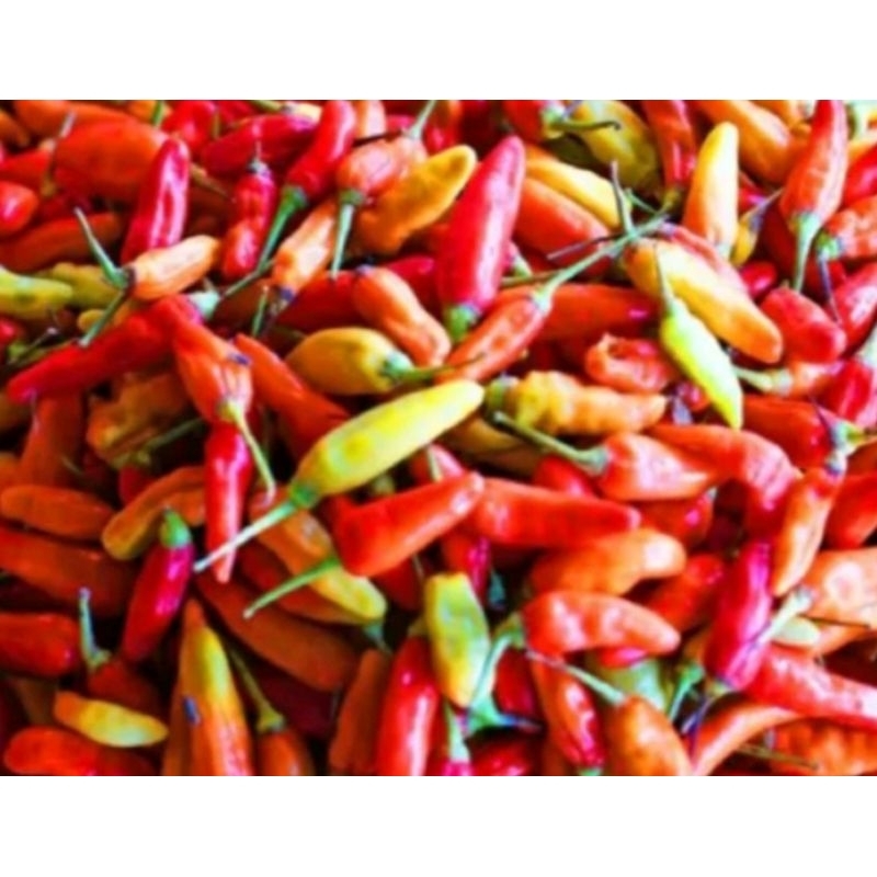 

cabe rawit / Lombok kecil / Cabai