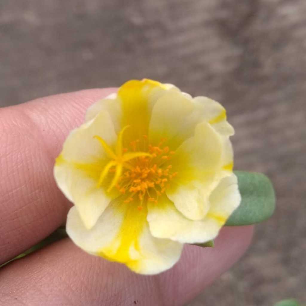 Tanaman bunga krokot portulaca duna SNOW ANGEL