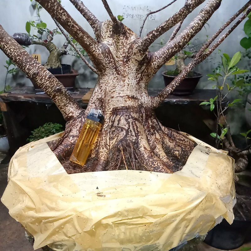 bahan bonsai kimeng jumbo...