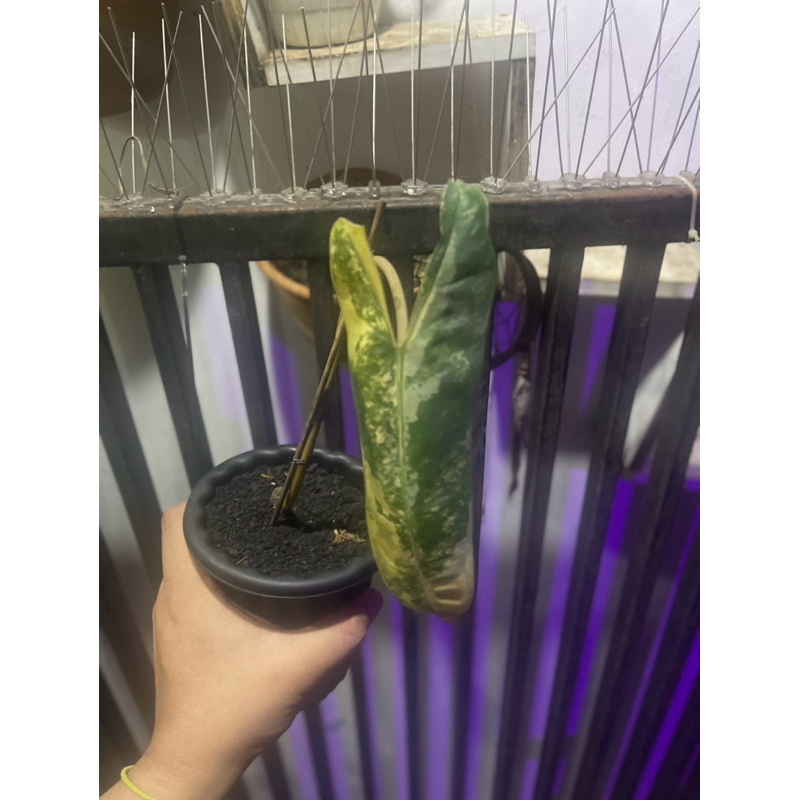 philodendron billietiae variegata bili var