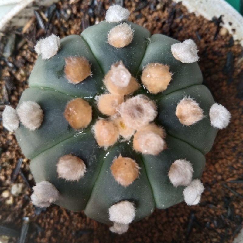 ASTROPHYTUM OOIBO