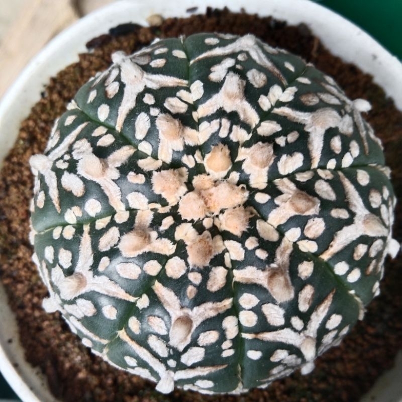 ASTROPHYTUM V TYPE