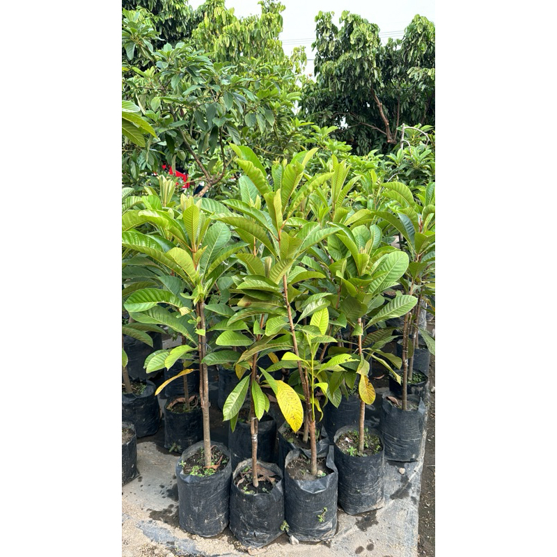 sawo jumbo mamesapote jenis magana