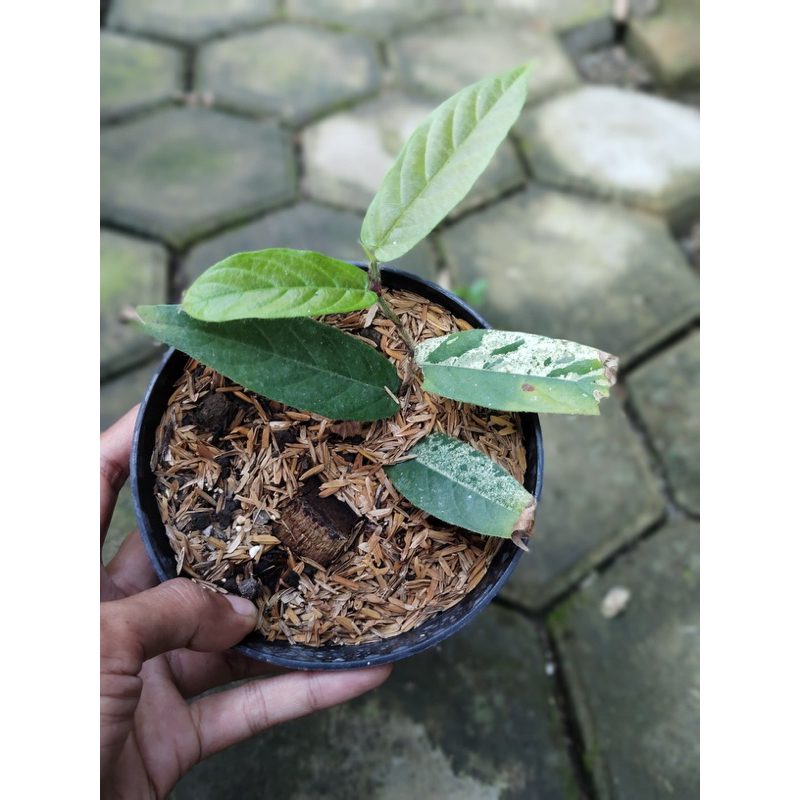 Ficus sagittata variegata