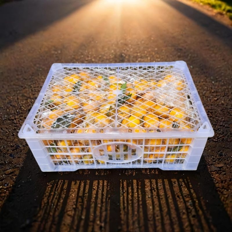 

Jeruk santang daun 1 krat