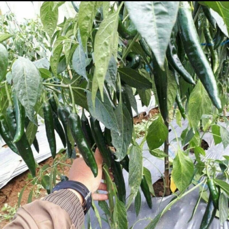 Benih Cabe Merah Besar LUWES F1 isi 10 Gram