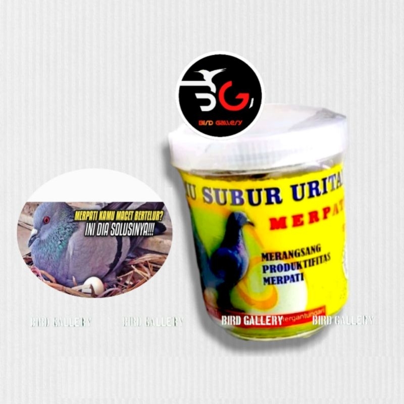 JAMU SUBUR URITAN MERPATI MENAMBAH KESUBURAN BURUNG MERPATI