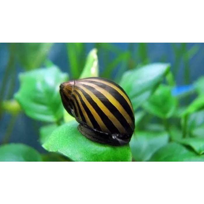 Keong turbo Aquascape/Keong Hias Aquascape/Pembersih Alga Aquascape