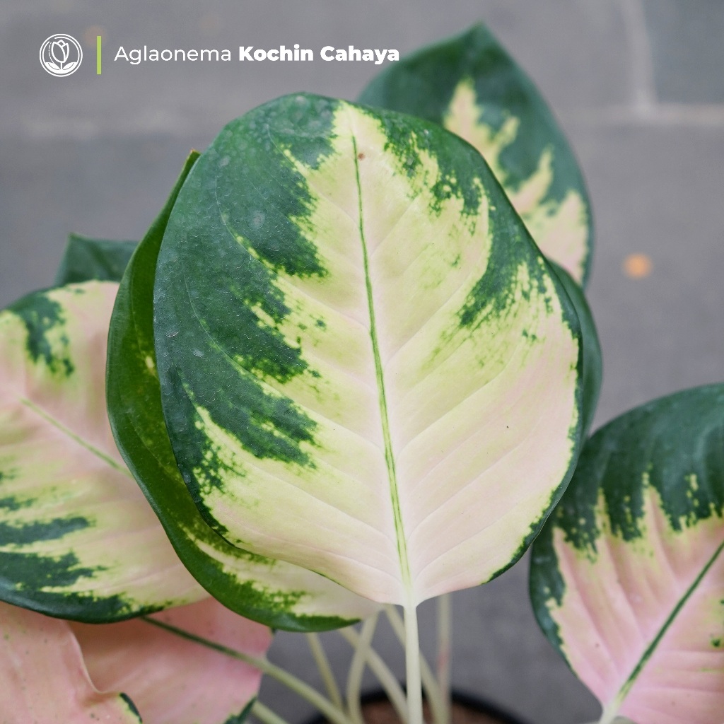 Aglonema Kochin Cahaya