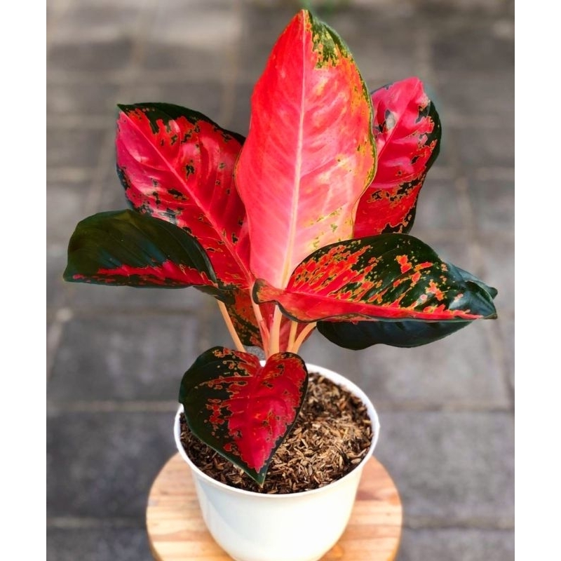( BISA COD ) Aglonema Suksom Batik Merah Mutasi Tanaman Hias Aglonema Aglaonema Suksom Batik Merah M