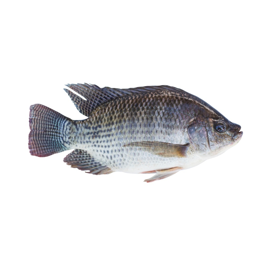 

IKAN MUJAER SEGAR 500gr