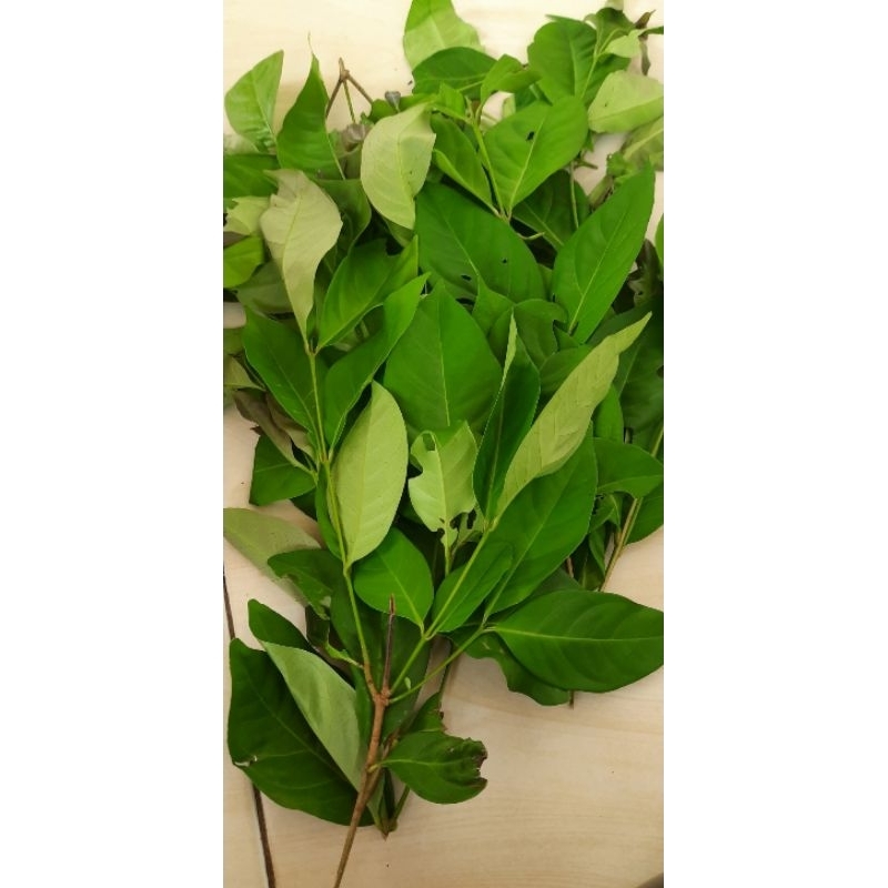 

Daun salam wangi fres 100gram