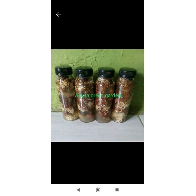 Jakaba murah berkualitas full dengan air jakaba/250ml