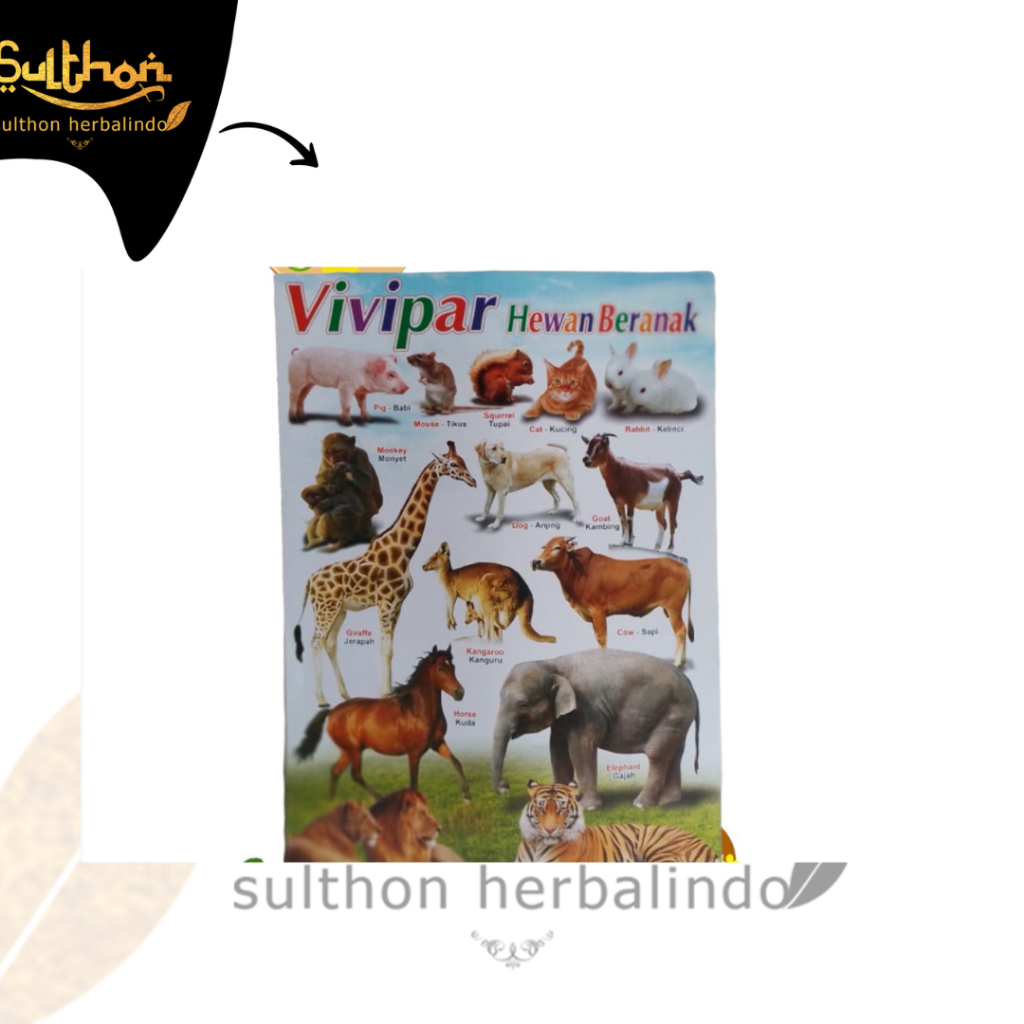 Poster Dinding Belajar Anak Vivipar Hewan Beranak