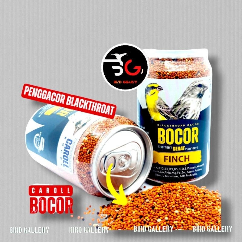 BOCOR BLACKTHROAT PAKAN BURUNG BLACKTHROAT CAROLL