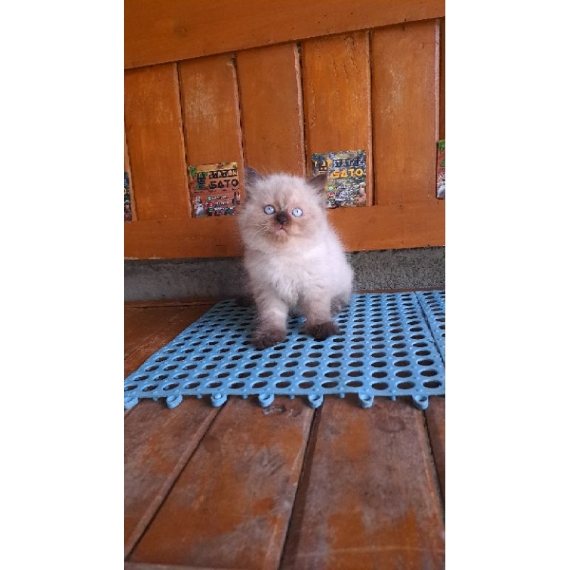 Kucing Himalaya Longhair