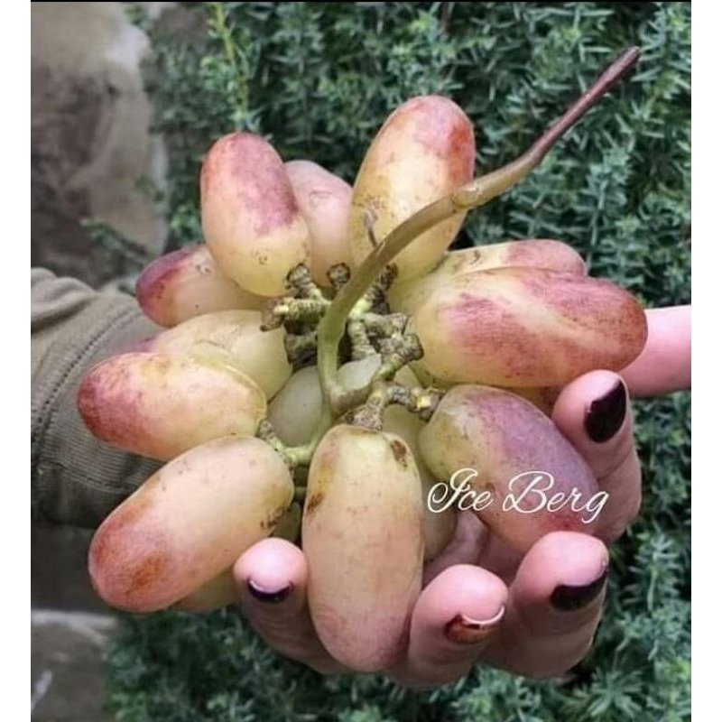 BIBIT ANGGUR IMPORT ICE BERG