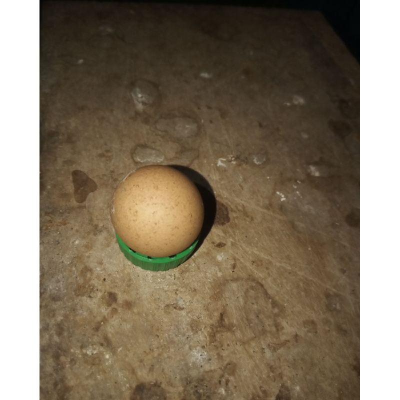 

Telur Langka Indiogigantea