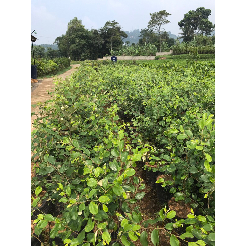 bibit tanaman pohon apel putsa | apel india